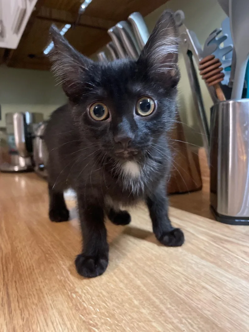 Sapphire thumbnail 3