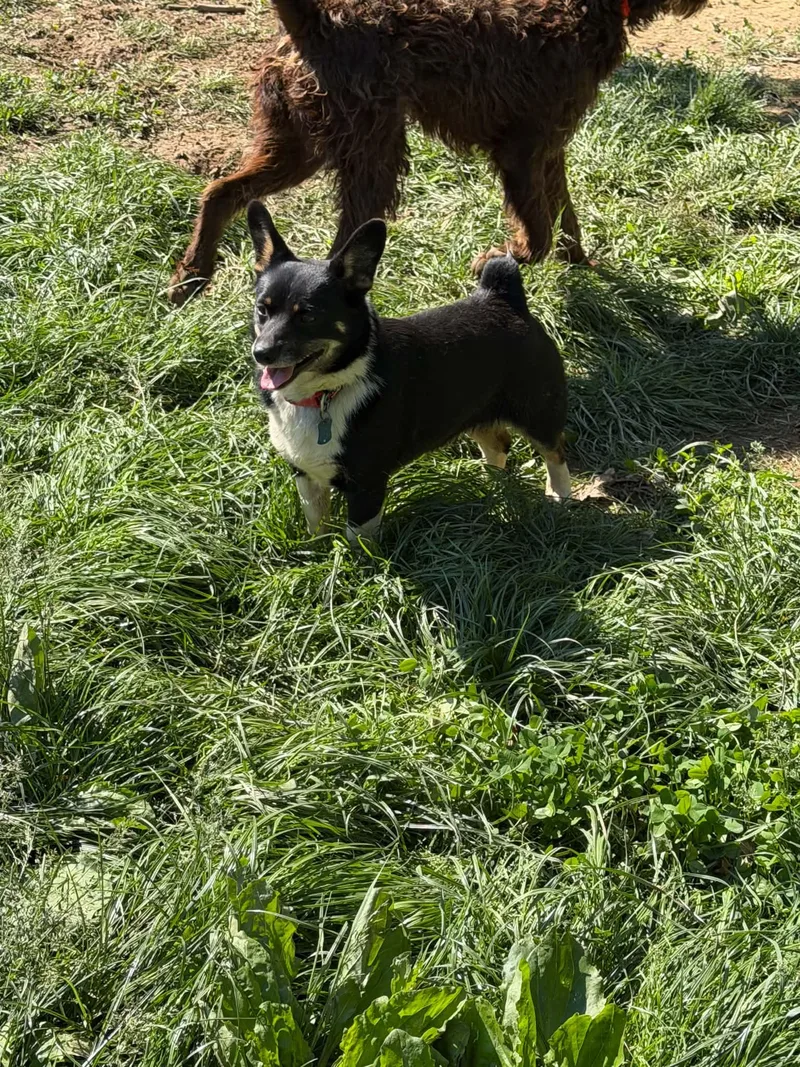 A young small-sized male Tricolor (Brown, Black, & White) Corgi dog named Dexter for adoption in Zanesville, OH