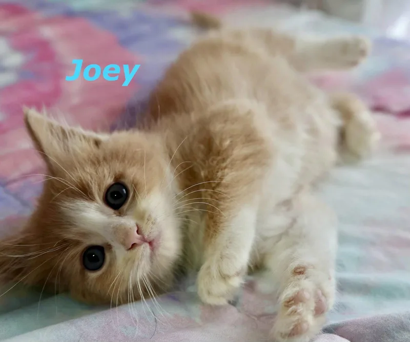 A baby medium-sized male Orange & White Domestic Short Hair cat named Joey for adoption in Reston, VA