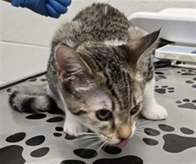 A baby small-sized female Domestic Short Hair cat named Billie Jean for adoption in Derwood, MD