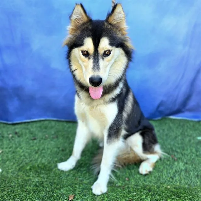 A young large-sized female Siberian Husky dog named Honey for adoption in Long Beach, CA
