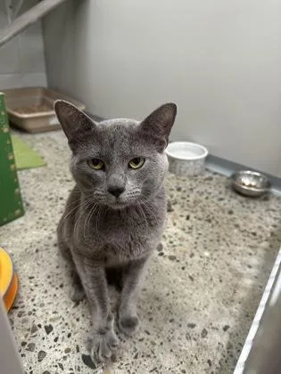 A baby small-sized male Domestic Short Hair cat named Roman for adoption in Sacramento, CA