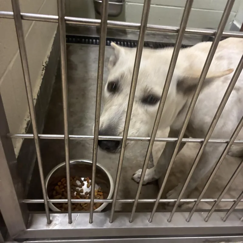 A young medium-sized female Shepherd dog named IEPAStray for adoption in Upland, CA