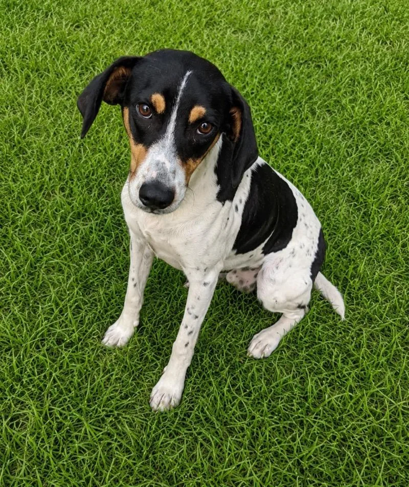 A young medium-sized male Coonhound dog named Mike for adoption in Wabash, IN