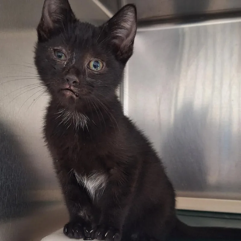 A baby small-sized male Black Domestic Short Hair cat named Peanut Crunch for adoption in Attica, NY