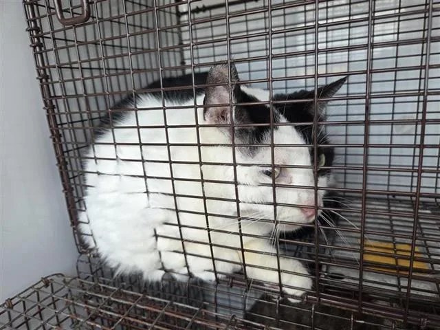 An adult large-sized female Domestic Short Hair cat named Lily for adoption in Houston, TX