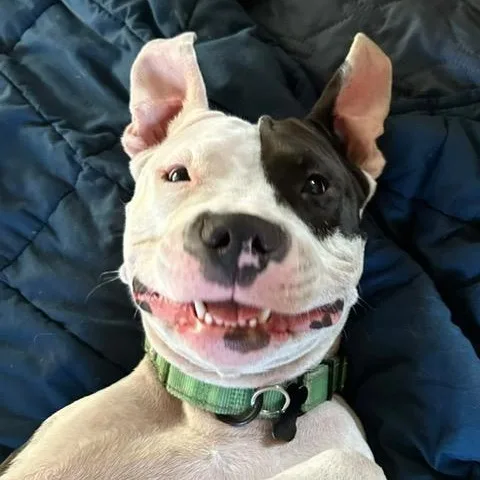 An adult medium-sized female Pit Bull Terrier dog named Dorabella for adoption in Chicago, IL