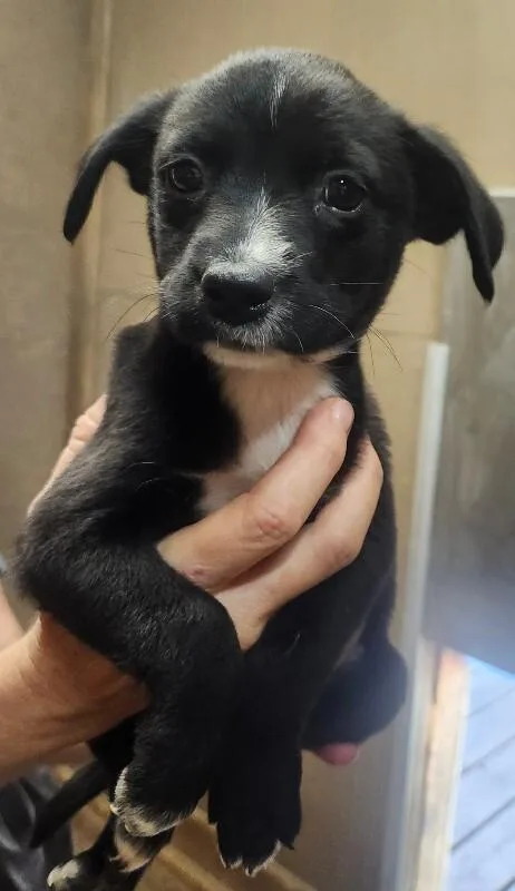 A baby small-sized female Australian Shepherd dog named Halle for adoption in Windsor, CO