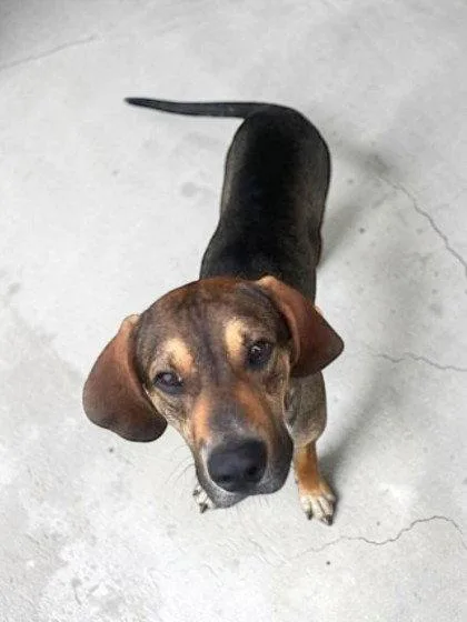 An adult medium-sized male Labrador Retriever dog named Brooks for adoption in Sullivan, IN
