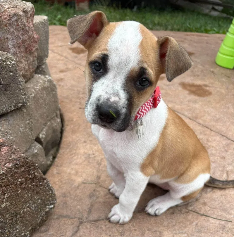 A baby medium-sized female Australian Cattle Dog / Blue Heeler dog named Lily Pad AO for adoption in Kansas City, KS