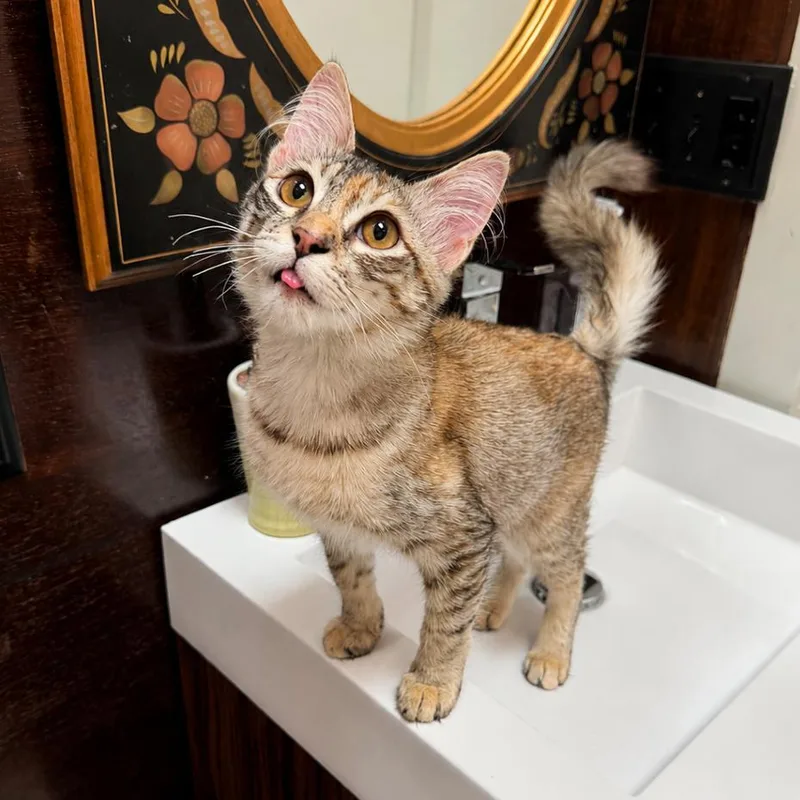A baby small-sized female Calico Domestic Medium Hair cat named Sophie for adoption in Gibsonia, PA