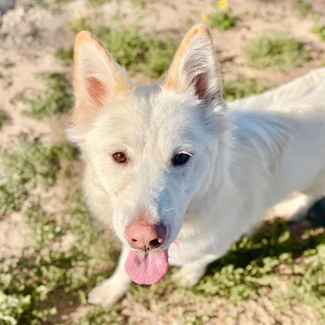 An adult large-sized female Husky dog named Marshmallow for adoption in Fort Collins, CO