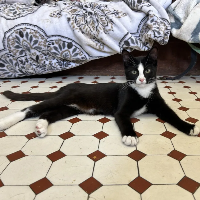 A baby medium-sized male Black & White / Tuxedo Domestic Short Hair cat named Eddie for adoption in Springdale, AR