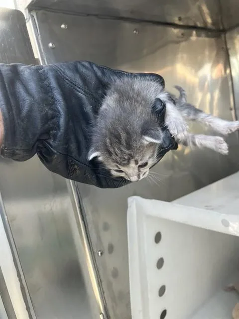 A baby small-sized female Domestic Short Hair cat named Wanda for adoption in Dallas, TX
