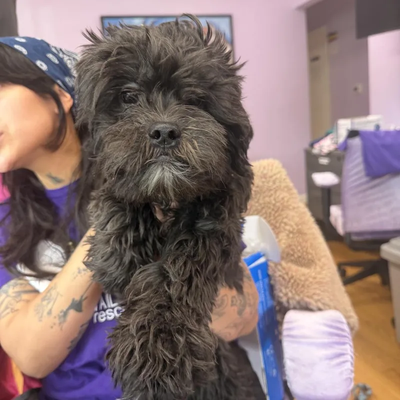 A baby small-sized male Shih Tzu dog named Slavin for adoption in Northbrook, IL