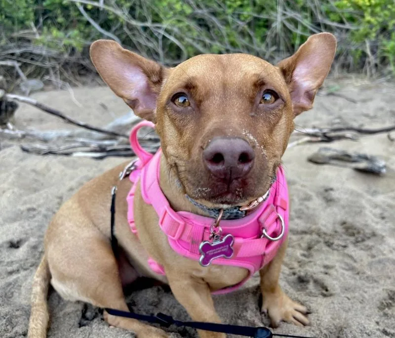 An adult small-sized female Red / Chestnut / Orange Dachshund dog named Coco for adoption in Manassas, VA