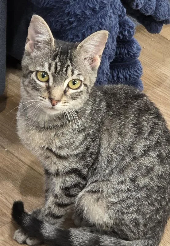 A baby medium-sized male Tabby cat named Rocket for adoption in MONTGOMERY, TX