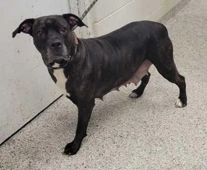 An adult extra large-sized female Pit Bull Terrier dog named Harriet for adoption in Kansas City, MO