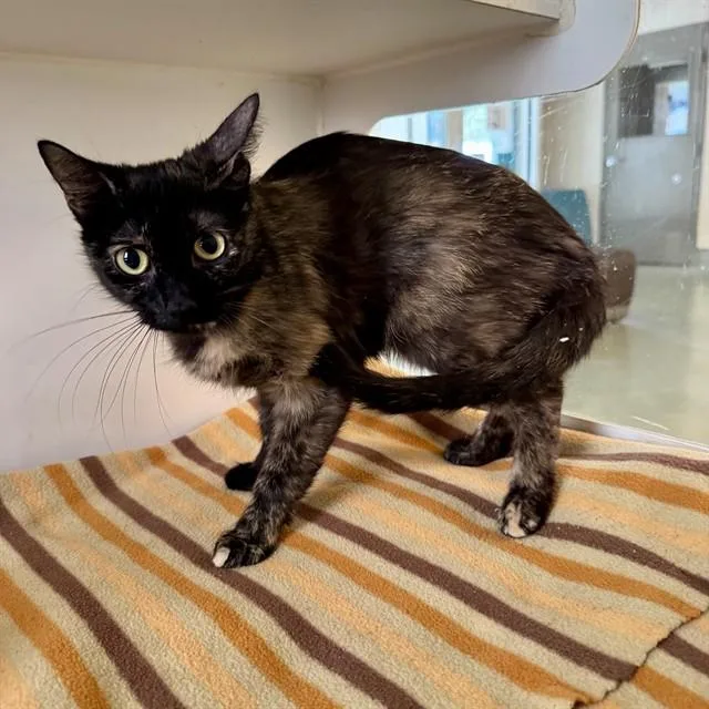 A young small-sized female Domestic Short Hair cat named Lottie for adoption in Riverside, CA