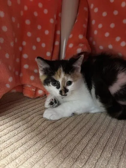 A young small-sized female Domestic Short Hair cat named Cranberry for adoption in Scotia, NY