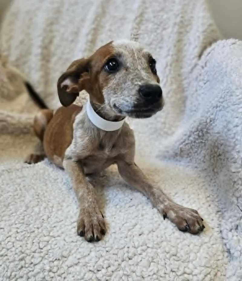 An adult medium-sized female Black Mouth Cur dog named Lyra for adoption in Rockwall, TX