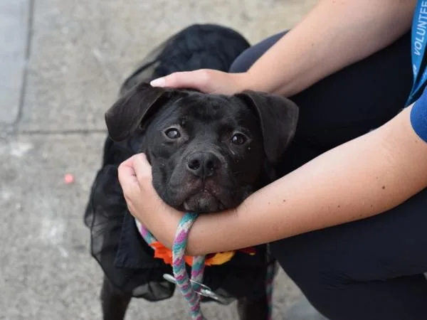 An adult medium-sized female Mixed Breed dog named Melon for adoption in Ridgewood, NY