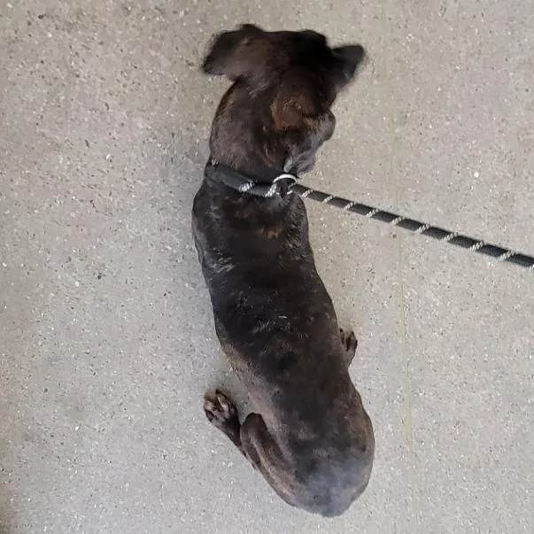 An adult small-sized male Brindle Mixed Breed dog named Barkley for adoption in Las Cruces, NM