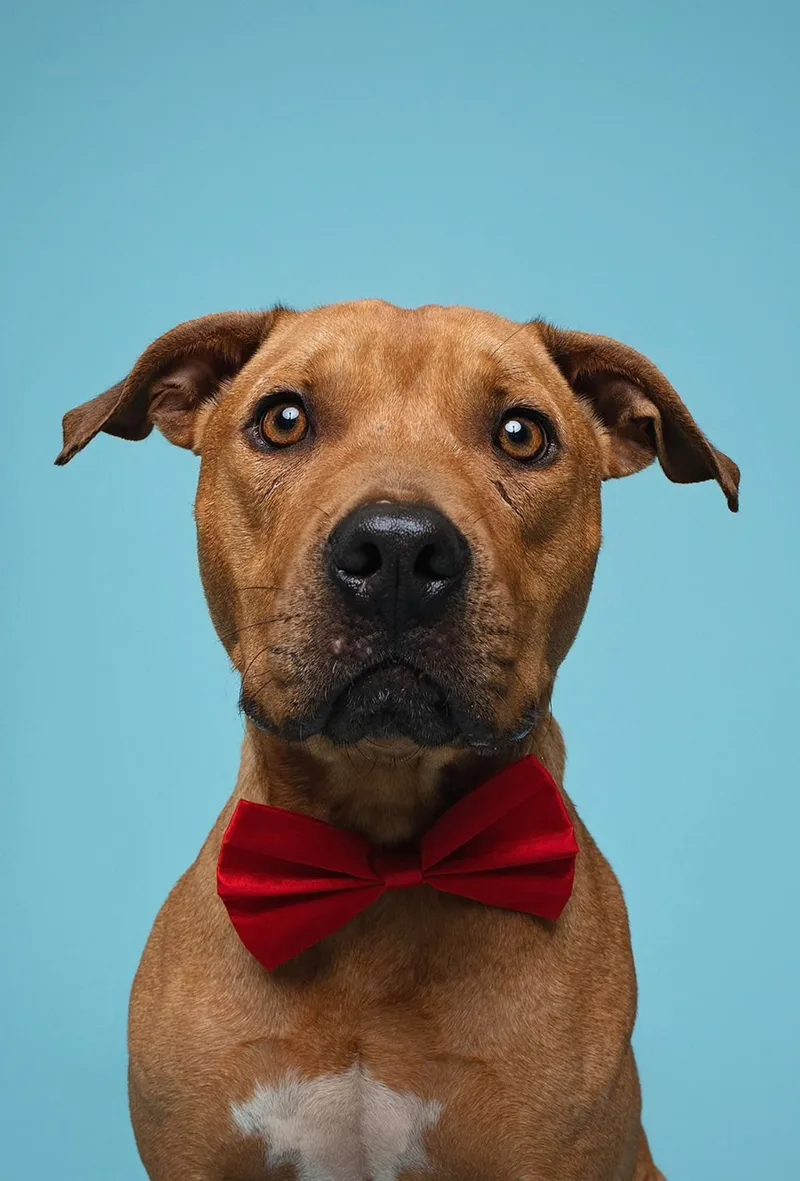 An adult medium-sized male Pit Bull Terrier dog named Valor for adoption in houston, TX