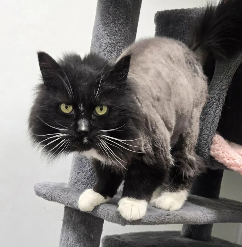 Mouser And Tiger thumbnail 2