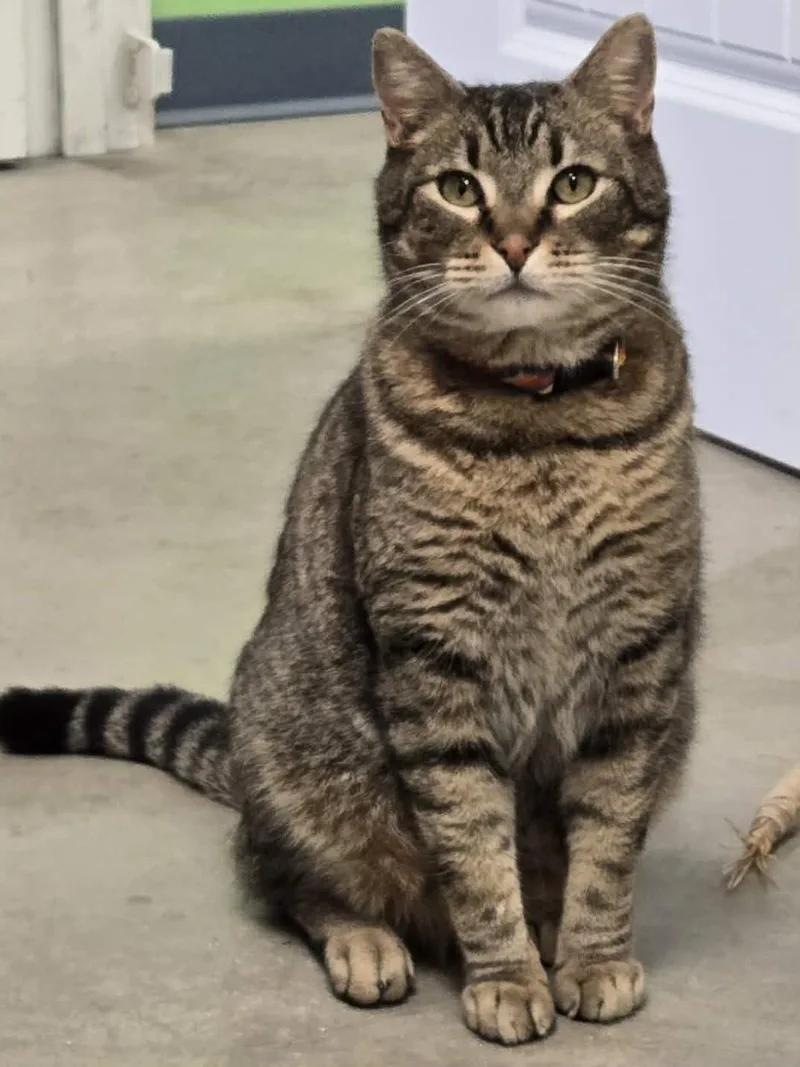 Mouser And Tiger thumbnail 3