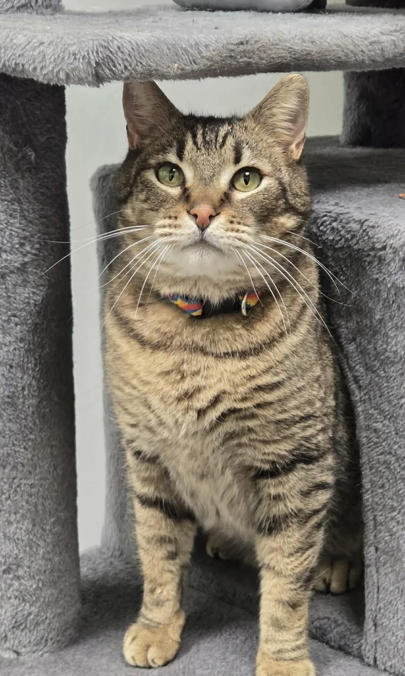 Mouser And Tiger thumbnail 4