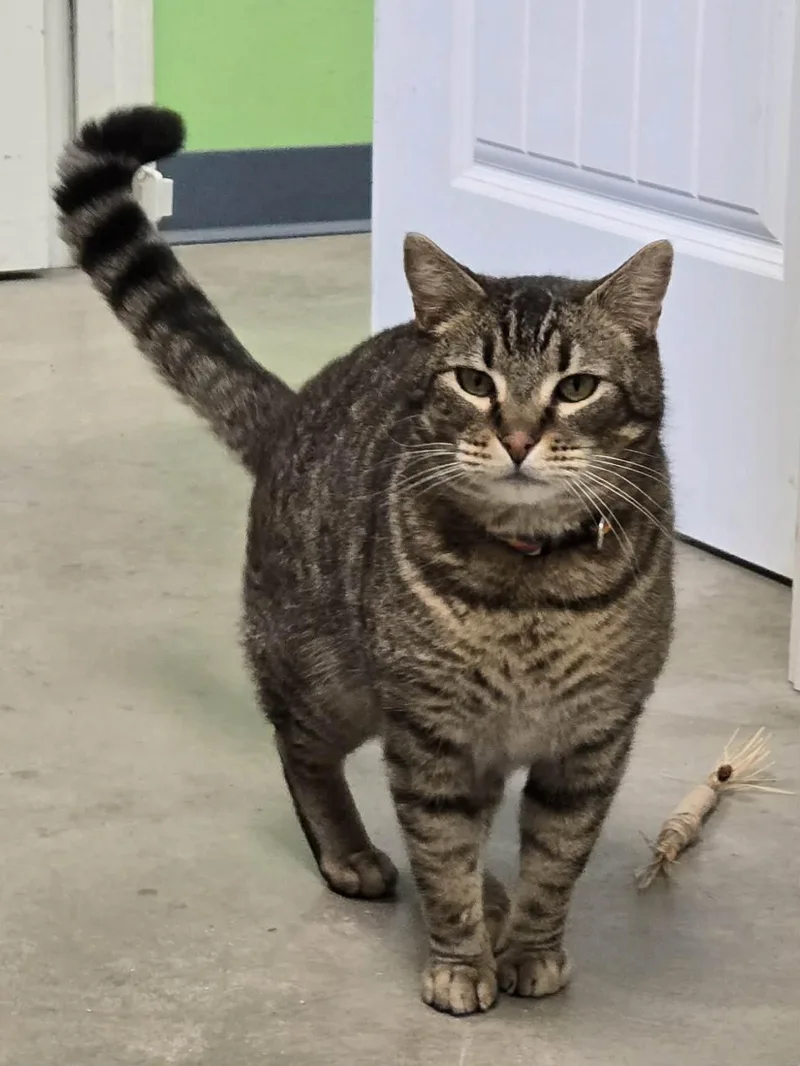 Mouser And Tiger thumbnail 5