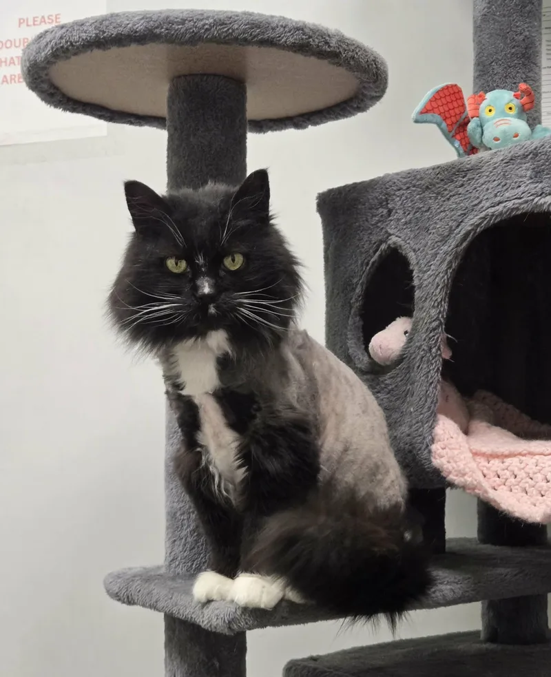 Mouser And Tiger thumbnail 6