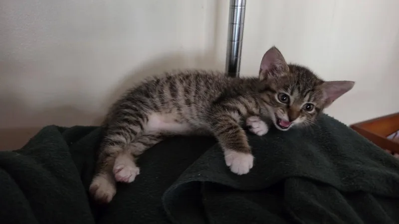 A baby medium-sized male Gray / Blue / Silver Domestic Short Hair cat named Dunkin for adoption in Delmar, NY