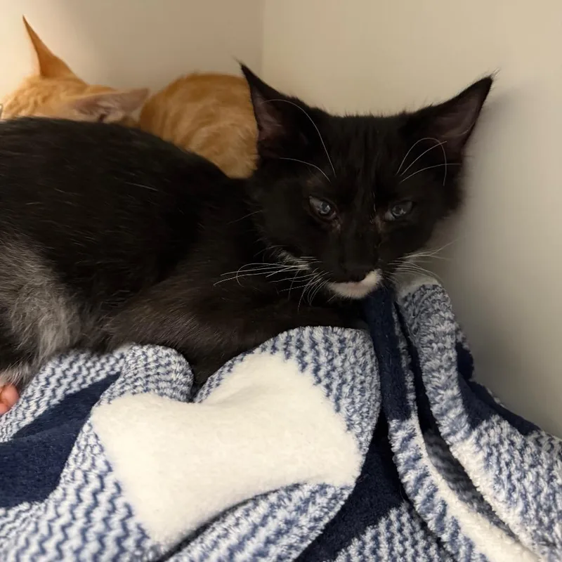 A baby small-sized male Black Domestic Medium Hair cat named Quarterly Earnings for adoption in Port Richey, FL