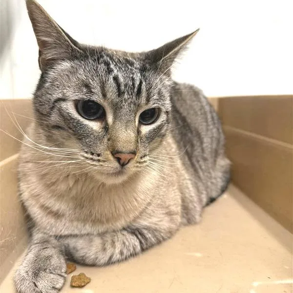 A senior large-sized male Buff / Tan / Fawn Domestic Short Hair cat named Waffles for adoption in Mount Shasta, CA
