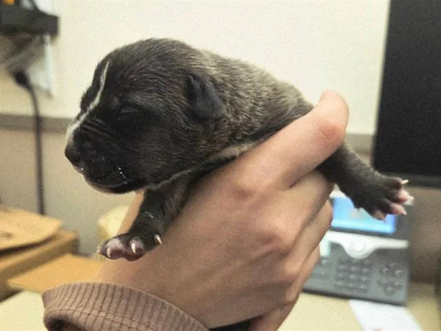 A baby small-sized male Pit Bull Terrier dog named A for adoption in Martinez, CA