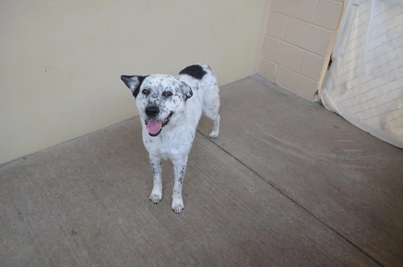 A young medium-sized male Australian Cattle Dog / Blue Heeler dog named Bob for adoption in McKinney, TX
