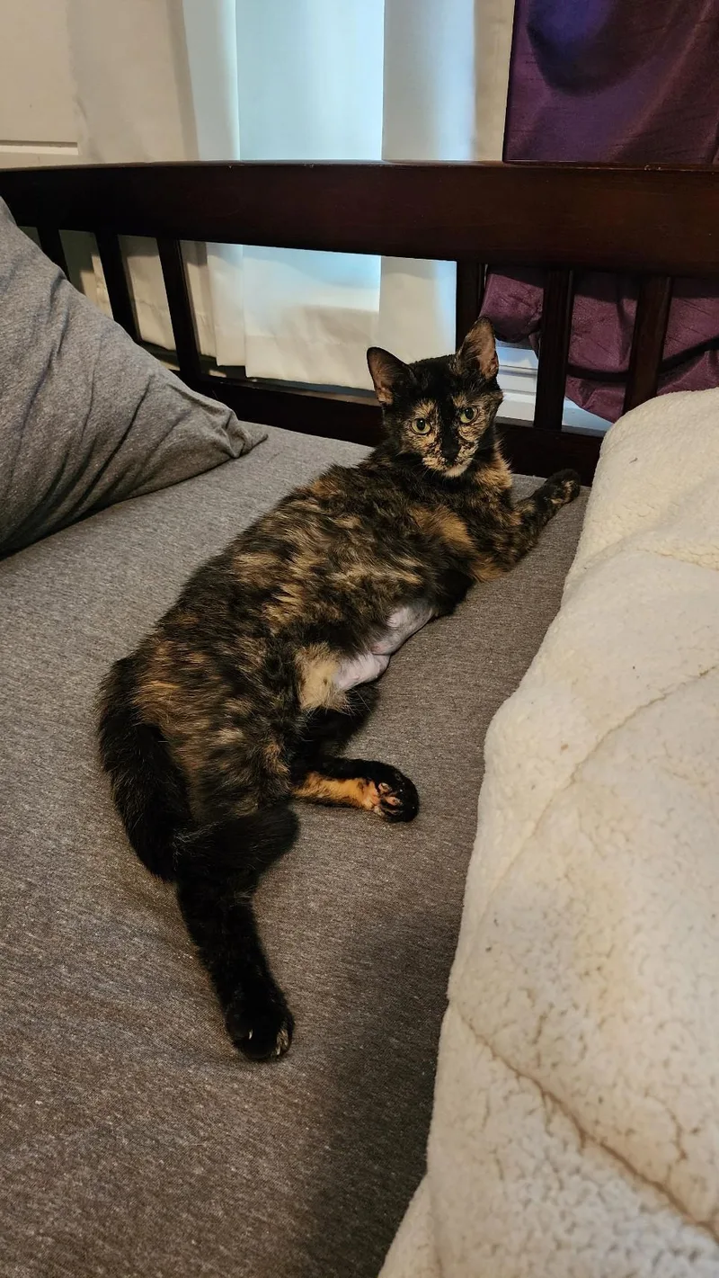 A young medium-sized female Tortoiseshell Domestic Short Hair cat named Calypso for adoption in Greenwood, IN