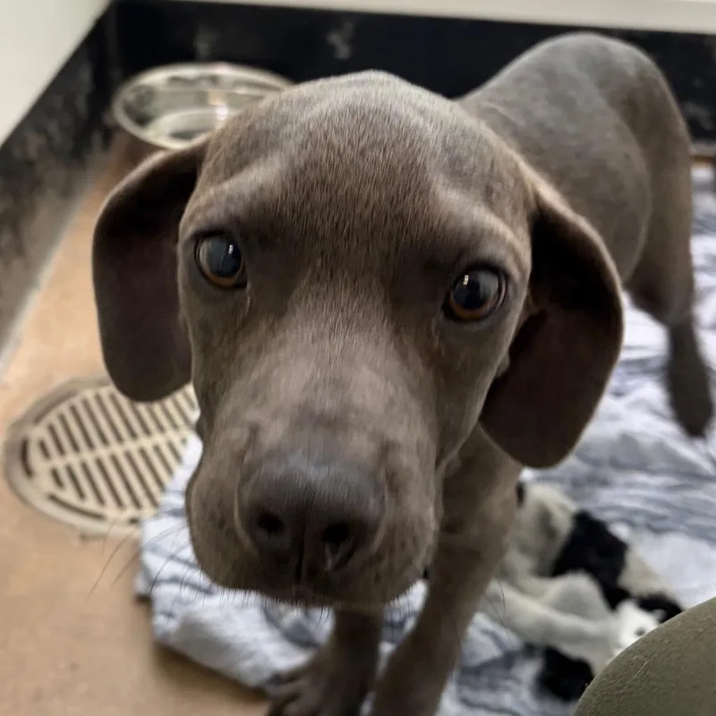 A baby small-sized male Mixed Breed dog named Jerome for adoption in Middletown, RI