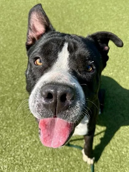 An adult extra large-sized male Black Mixed Breed dog named Ritz Bit for adoption in Wichita, KS