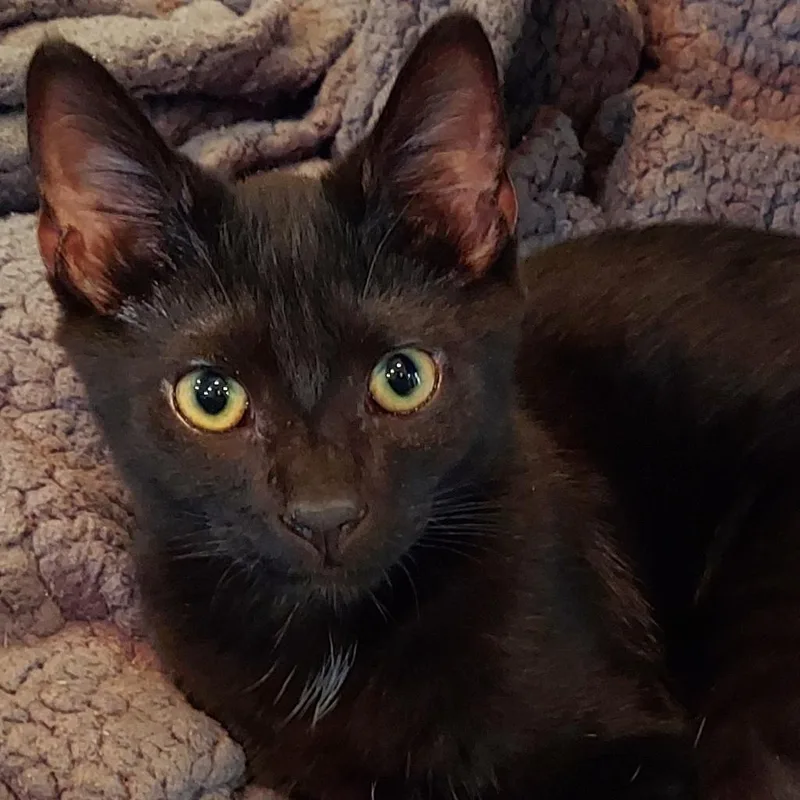 M&m: Moose thumbnail 2