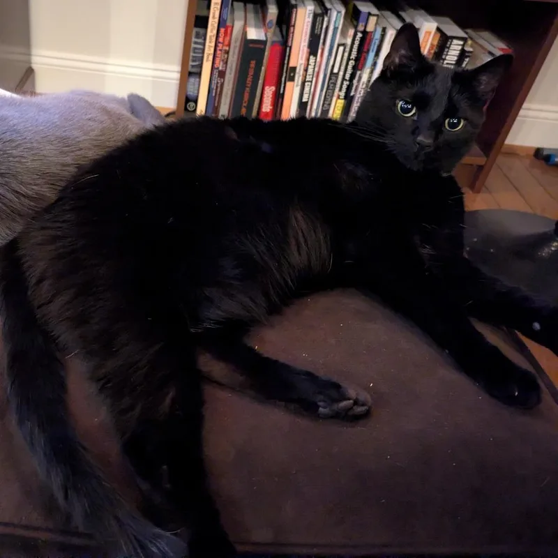 M&m: Moose thumbnail 3