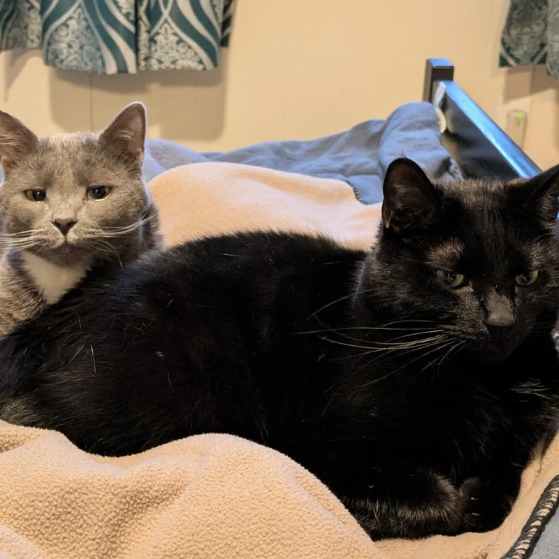 M&m: Moose thumbnail 4