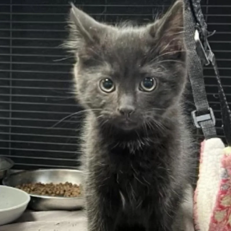 M&m: Moose thumbnail 5