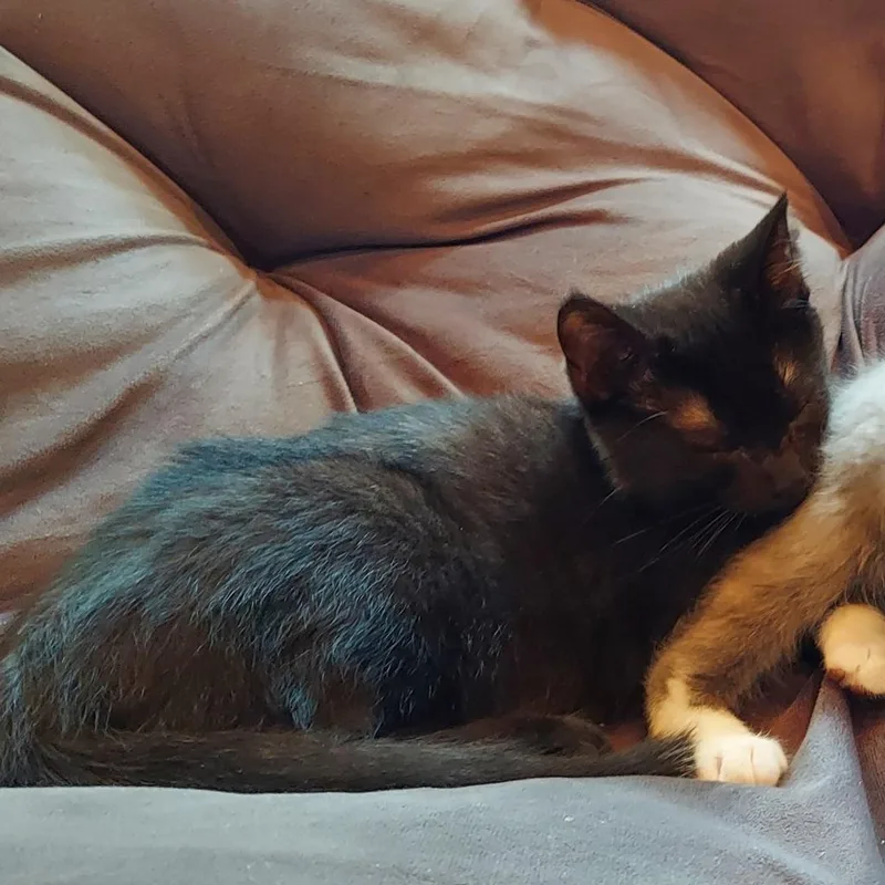 M&m: Moose thumbnail 6