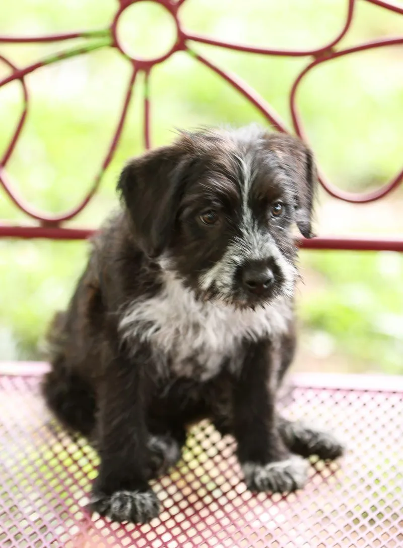 A baby medium-sized female Black Sheep Dog dog named Cheyenne for adoption in Monroe, NC