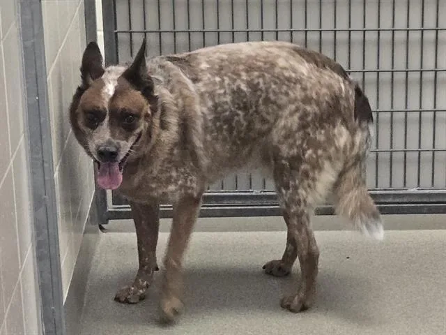 An adult medium-sized male Australian Cattle Dog / Blue Heeler dog named Apollo for adoption in Omaha, NE