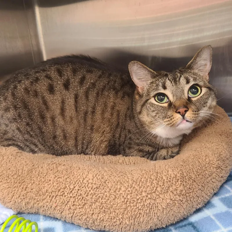 An adult medium-sized female Domestic Short Hair cat named Jane for adoption in Greeneville, TN