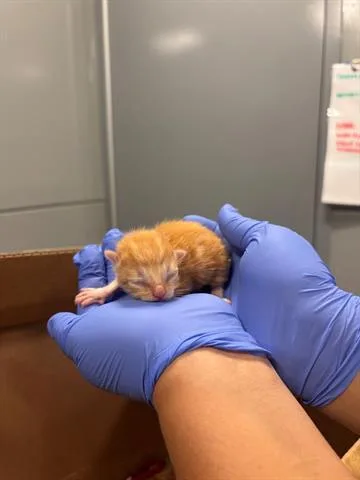 A baby small-sized male Domestic Short Hair cat named A for adoption in San Martin, CA